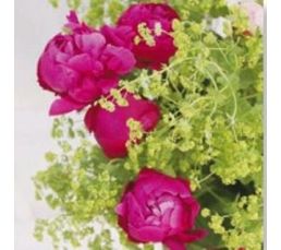 Toile 30X30 PIVOINE BOUQUET