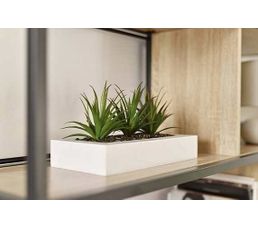 Centre De Table Aloe Vera Blanc Plante Artificielle Et Mini Serre But